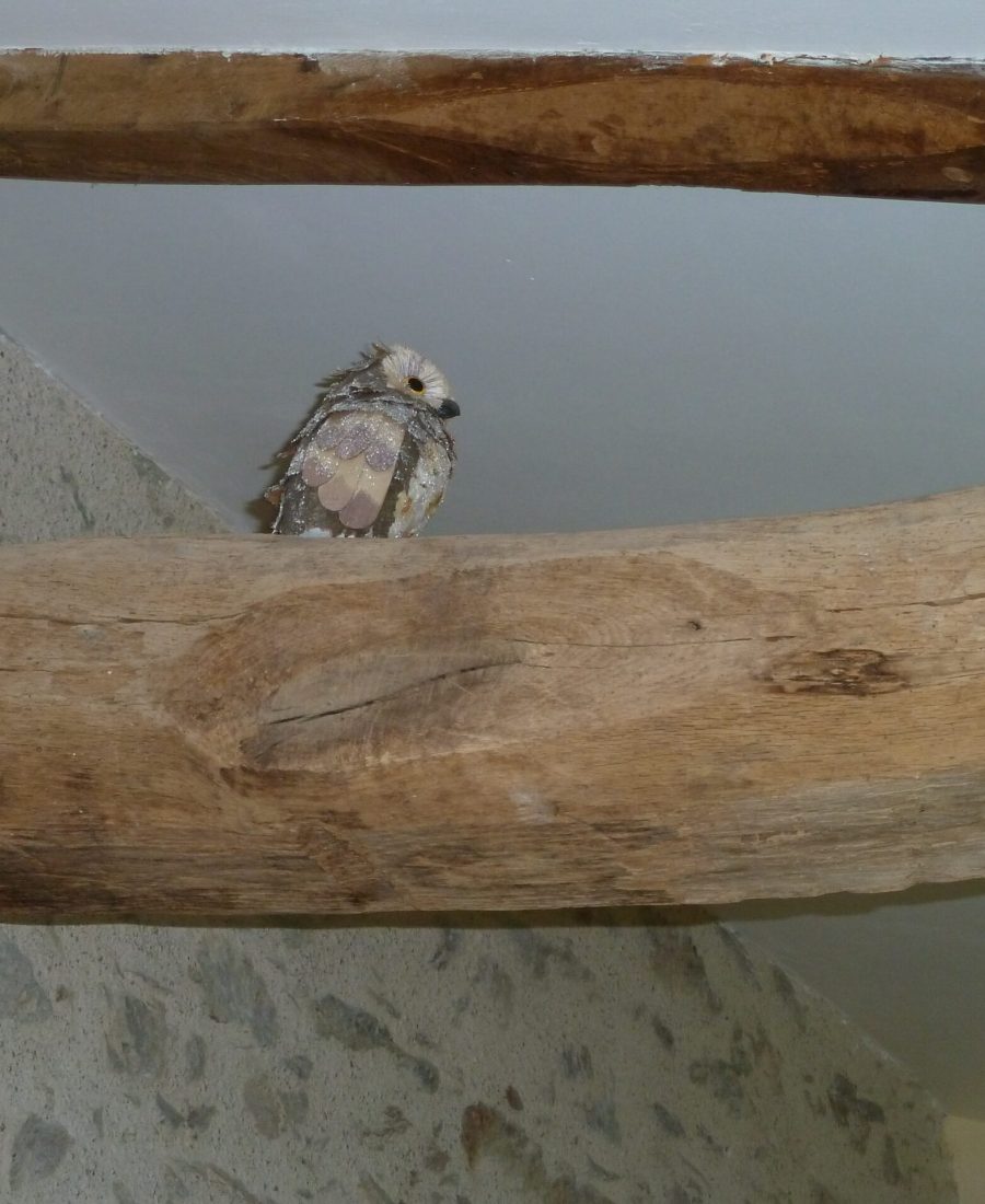 pasquereau-elise-detail-chouette